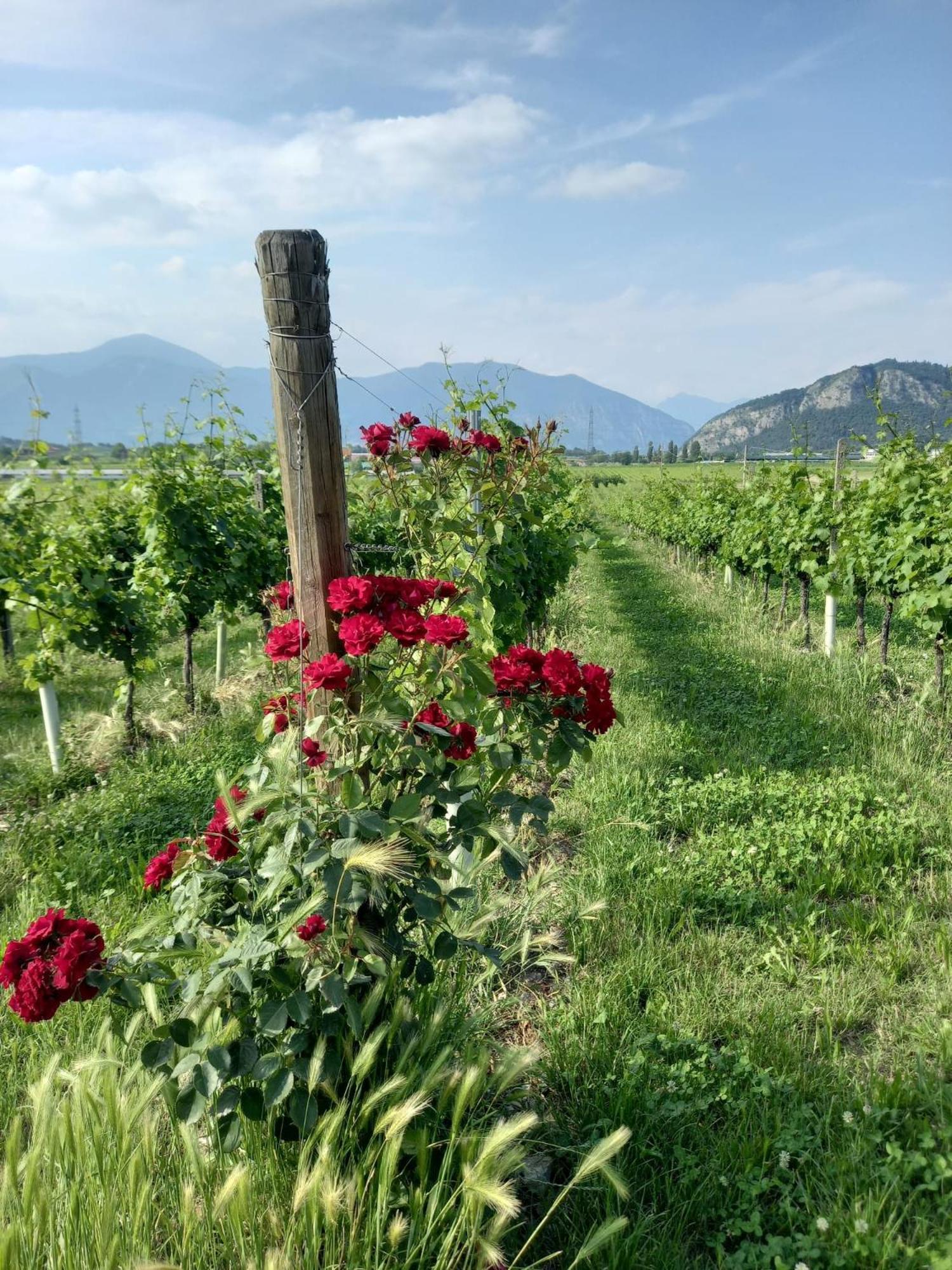에르부스코 La Corte Del Bona - Vicino Alle Cantine E A Circa 15 Minuti Dal Lago Di Iseo - 아파트 외부 사진