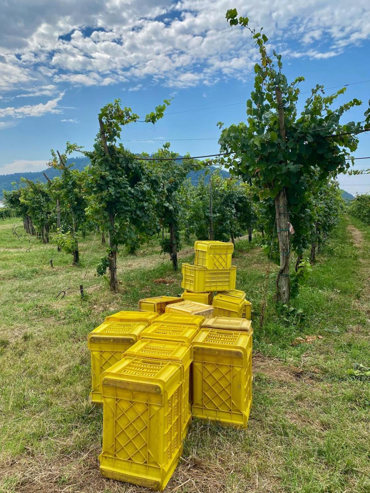 에르부스코 La Corte Del Bona - Vicino Alle Cantine E A Circa 15 Minuti Dal Lago Di Iseo - 아파트 외부 사진